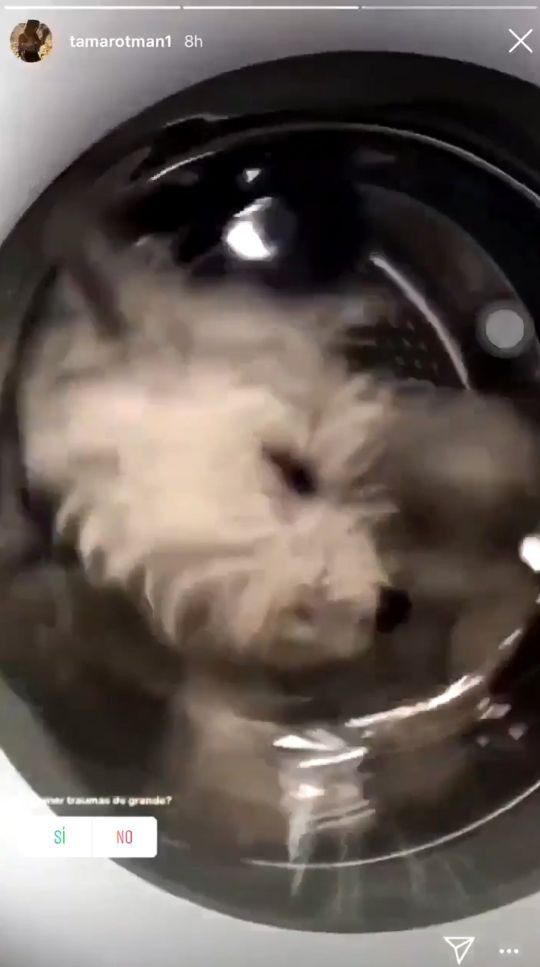 Sự thật sau video cô gái thả chó cưng vào máy giặt để tăng người theo dõi Instagram - Ảnh 2.