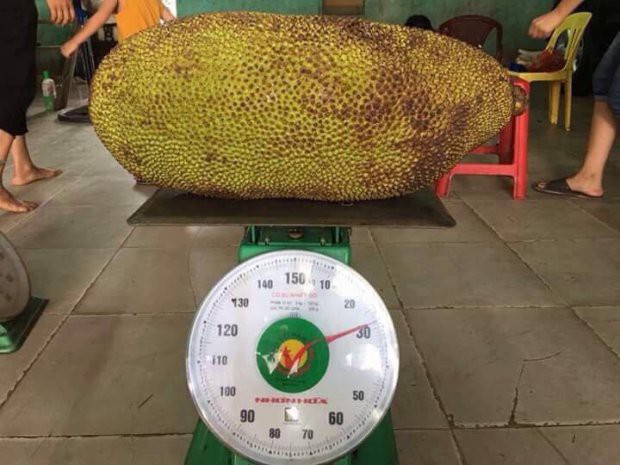 Khoe được mời ăn quả mít gần 20kg, thanh niên bị ném đá ngược vì không đăng ảnh... múi mít - Ảnh 5.