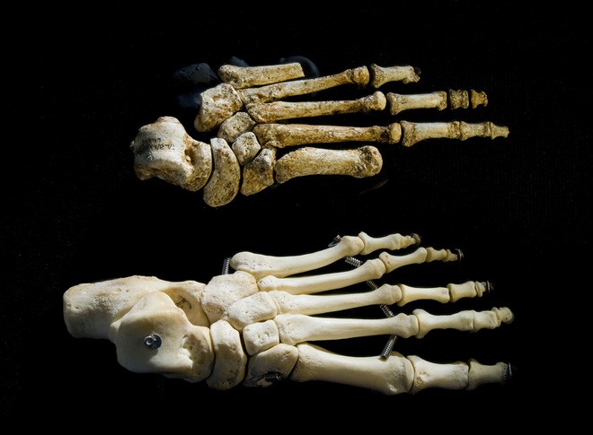 Ngón chân cái to hơn và bí mật về quá trình tiến hóa của con người - Ảnh 4.
