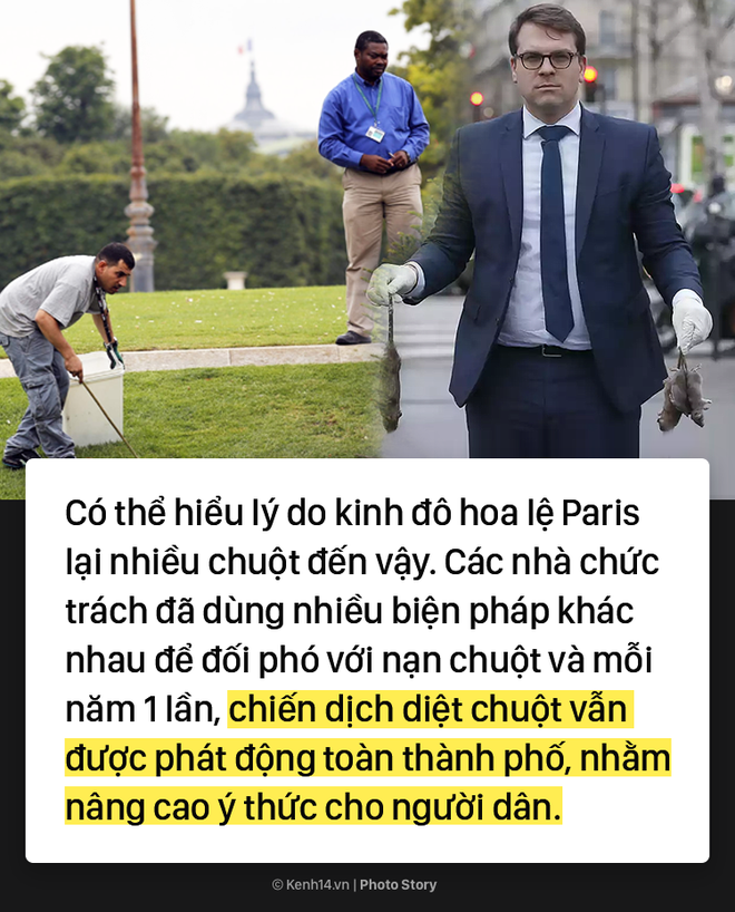 Kinh hoàng cơn bão chuột cống kéo đến khắp kinh đô ánh sáng Paris - Ảnh 7.