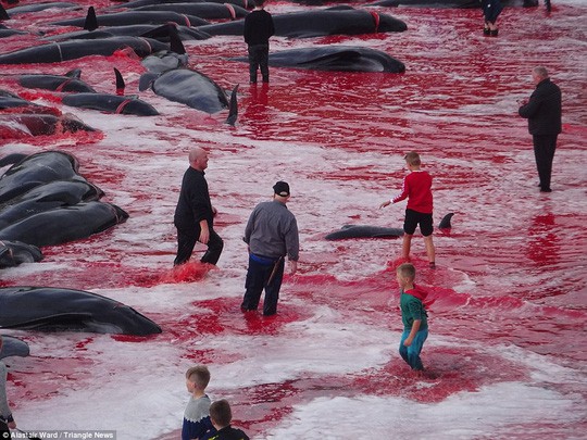 Hãi hùng cảnh tàn sát cá voi, nước biển chuyển màu máu - Ảnh 1.