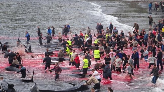 Hãi hùng cảnh tàn sát cá voi, nước biển chuyển màu máu - Ảnh 3.