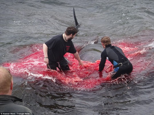 Hãi hùng cảnh tàn sát cá voi, nước biển chuyển màu máu - Ảnh 4.