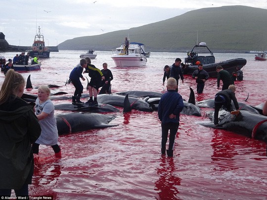 Hãi hùng cảnh tàn sát cá voi, nước biển chuyển màu máu - Ảnh 5.
