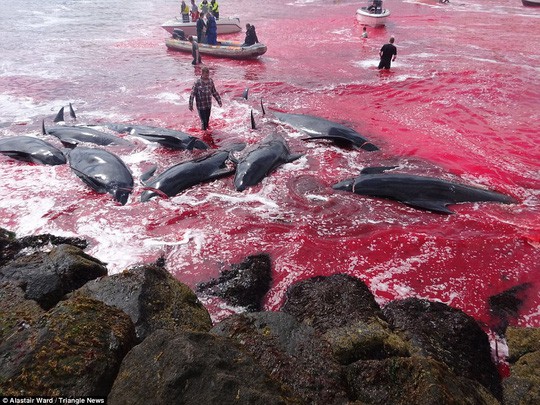 Hãi hùng cảnh tàn sát cá voi, nước biển chuyển màu máu - Ảnh 7.