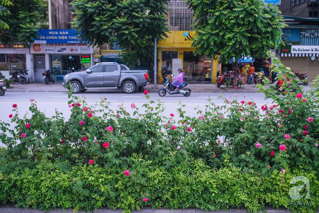 Có thể bạn chưa biết: Hà Nội vừa có một con đường hoa hồng đẹp thế này đây - Ảnh 2.