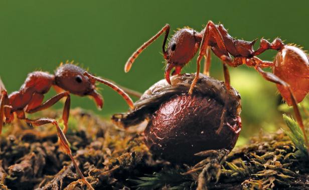 Nếu có ai bảo bạn lười, hãy kể cho họ nghe câu chuyện của loài kiến lửa - Ảnh 3.