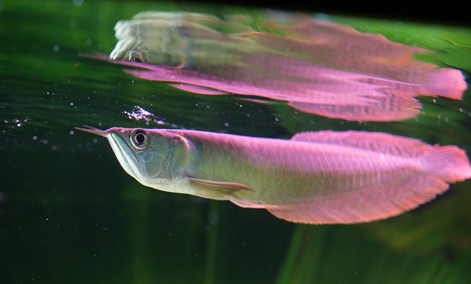Tung tăng dưới nước, nhưng những loài cá này còn là sát thủ cực nguy hiểm trên cạn - Ảnh 5.