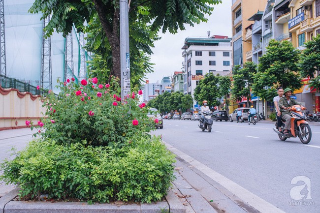 Có thể bạn chưa biết: Hà Nội vừa có một con đường hoa hồng đẹp thế này đây - Ảnh 6.