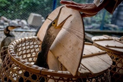 Cận cảnh phương pháp bắt cá đặc biệt tồn tại suốt 1.300 năm tại Nhật Bản - Ảnh 11.