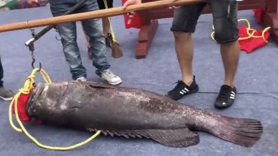 Trung Quốc: Xẻ thịt Vua cá lạ giá gần 1 tỉ để lấy hên - Ảnh 1.