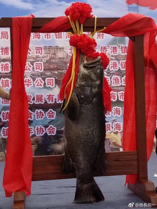 Trung Quốc: Xẻ thịt Vua cá lạ giá gần 1 tỉ để lấy hên - Ảnh 2.