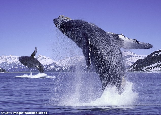 Bí ẩn tiếng hát của cá voi lưng gù cuối cùng đã có lời giải mã rồi - Ảnh 1.