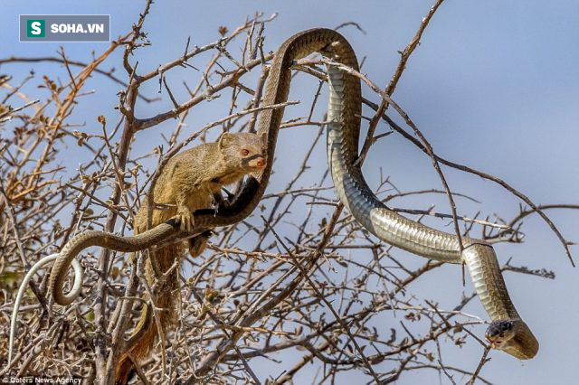 Cầy Mangut cắn nát đầu, ăn tươi nuốt sống loài rắn kịch độc ngay trên cây - Ảnh 2.