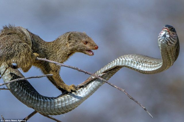 Cầy Mangut cắn nát đầu, ăn tươi nuốt sống loài rắn kịch độc ngay trên cây - Ảnh 4.
