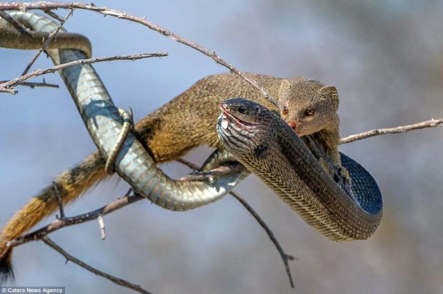 Cầy Mangut cắn nát đầu, ăn tươi nuốt sống loài rắn kịch độc ngay trên cây - Ảnh 6.