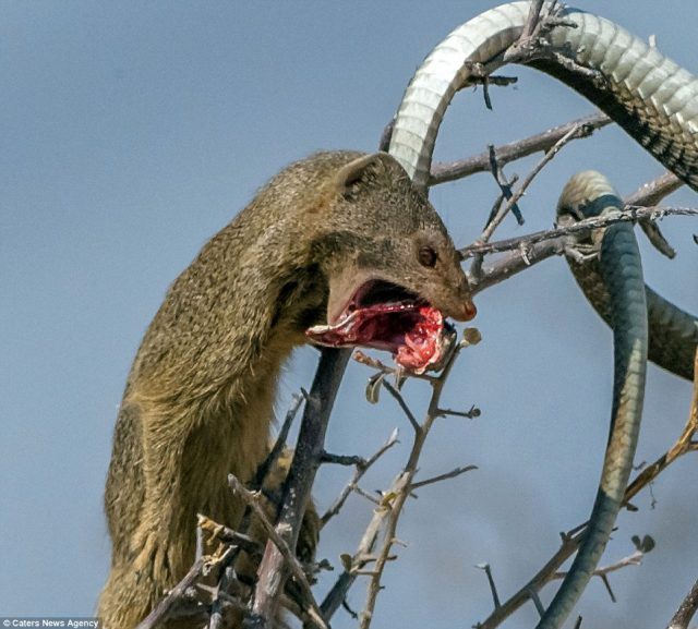 Cầy Mangut cắn nát đầu, ăn tươi nuốt sống loài rắn kịch độc ngay trên cây - Ảnh 7.