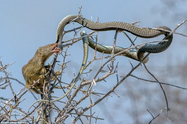 Cầy Mangut cắn nát đầu, ăn tươi nuốt sống loài rắn kịch độc ngay trên cây - Ảnh 8.