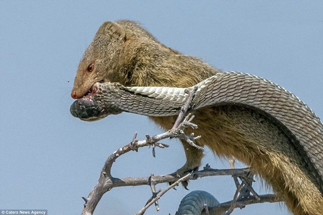 Cầy Mangut cắn nát đầu, ăn tươi nuốt sống loài rắn kịch độc ngay trên cây - Ảnh 9.