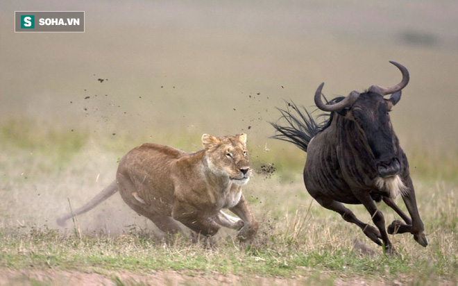 Mới giây trước làm kẻ đi săn, giây sau sư tử đã bị chính con mồi đuổi chạy toé khói - Ảnh 1.