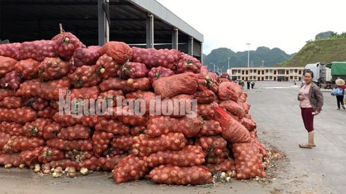 Lật mặt nông sản Trung Quốc nhái hàng Đà Lạt - Ảnh 2.