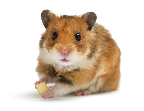 Bà mẹ mua chuột hamster cho con: Ô tô bị phá nát, đặt bẫy 8 lần không bắt được thủ phạm - Ảnh 1.