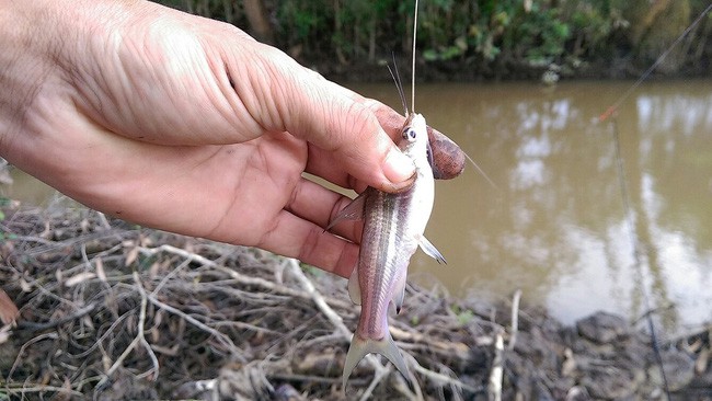 Nàng dâu ăn riêng vẫn chê mẹ chồng keo, cả ngày ăn 3 con cá bằng ngón tay, nhưng cách xưng hô của cô ấy mới đáng chú ý - Ảnh 2.