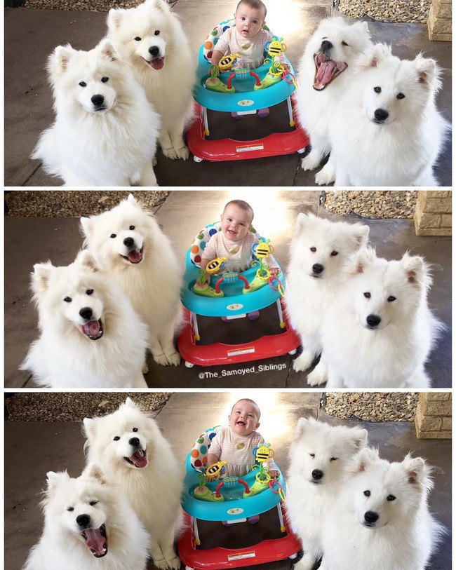 Gia đình nổi như cồn trên mạng xã hội với loạt ảnh chụp hai chị em và cả đàn chó cưng trắng như tuyết - Ảnh 2.