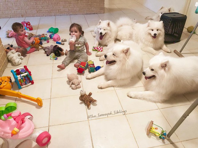 Gia đình nổi như cồn trên mạng xã hội với loạt ảnh chụp hai chị em và cả đàn chó cưng trắng như tuyết - Ảnh 11.