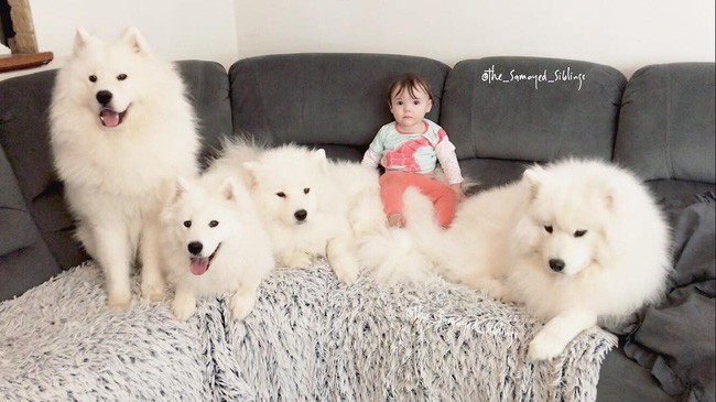 Gia đình nổi như cồn trên mạng xã hội với loạt ảnh chụp hai chị em và cả đàn chó cưng trắng như tuyết - Ảnh 16.