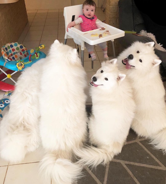 Gia đình nổi như cồn trên mạng xã hội với loạt ảnh chụp hai chị em và cả đàn chó cưng trắng như tuyết - Ảnh 18.