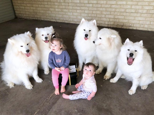 Gia đình nổi như cồn trên mạng xã hội với loạt ảnh chụp hai chị em và cả đàn chó cưng trắng như tuyết - Ảnh 3.