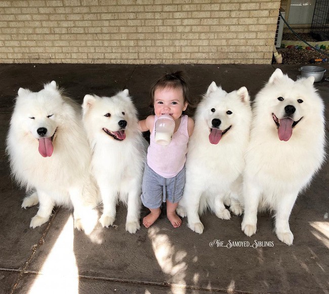 Gia đình nổi như cồn trên mạng xã hội với loạt ảnh chụp hai chị em và cả đàn chó cưng trắng như tuyết - Ảnh 5.