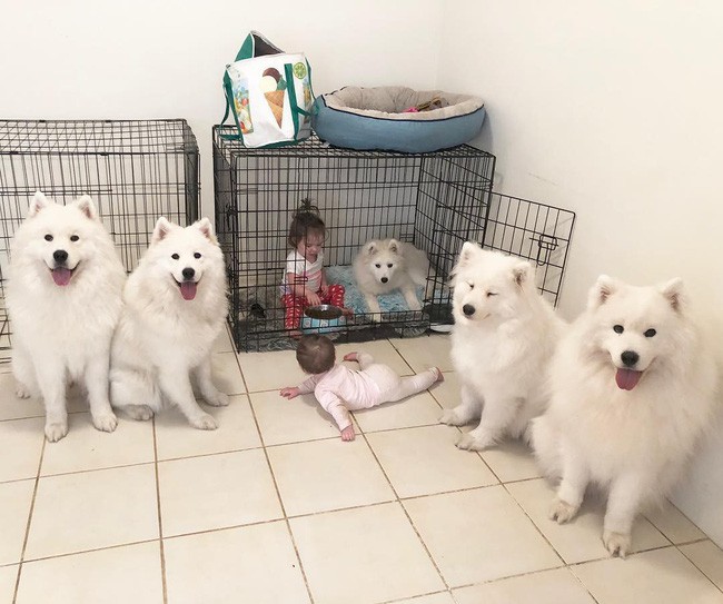 Gia đình nổi như cồn trên mạng xã hội với loạt ảnh chụp hai chị em và cả đàn chó cưng trắng như tuyết - Ảnh 9.