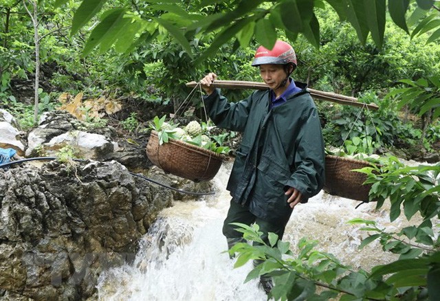  [Photo] Lạng Sơn được mùa na, sản lượng ước đạt hơn 30.000 tấn  - Ảnh 2.