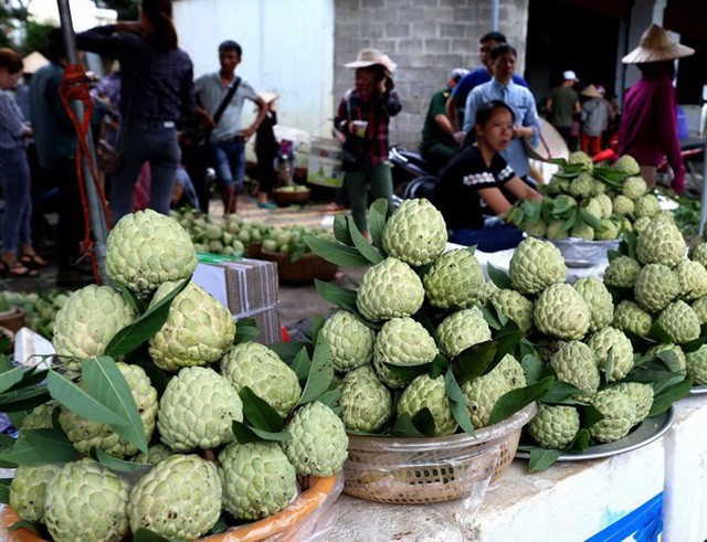  [Photo] Lạng Sơn được mùa na, sản lượng ước đạt hơn 30.000 tấn  - Ảnh 8.