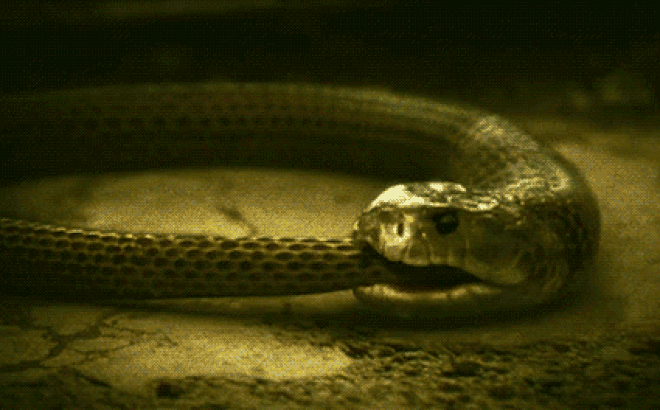 Tự sát bằng cách ăn chính mình - bí ẩn kinh dị ở loài rắn đã có lời giải - Ảnh 4.