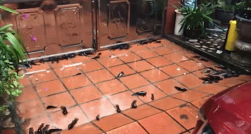 CLIP: Vị khách tung tăng dẫn đoàn đi ăn cỗ rằm tháng 7 khiến dân mạng bật cười thích thú - Ảnh 4.