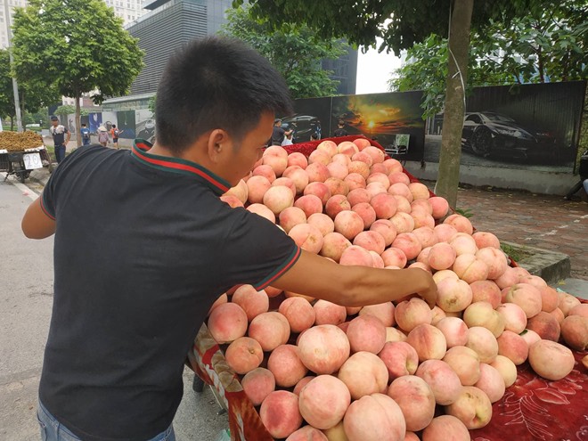 Sự thật về mận, đào “khổng lồ” đóng mác nông sản Sa Pa - Ảnh 1.