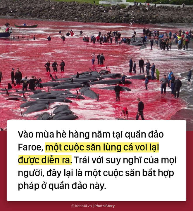 Kỳ dị: Nước biển hóa màu đỏ do máu cá voi tại vùng đảo Faroe - Ảnh 2.