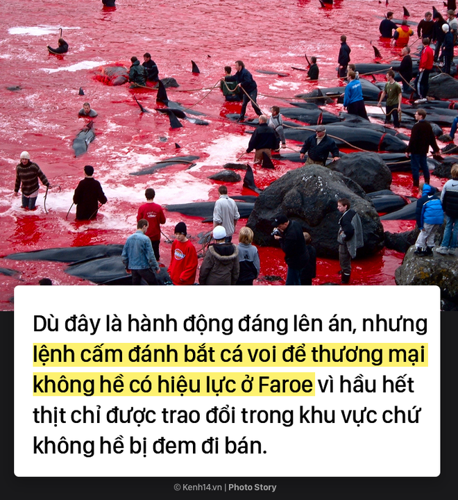Kỳ dị: Nước biển hóa màu đỏ do máu cá voi tại vùng đảo Faroe - Ảnh 5.