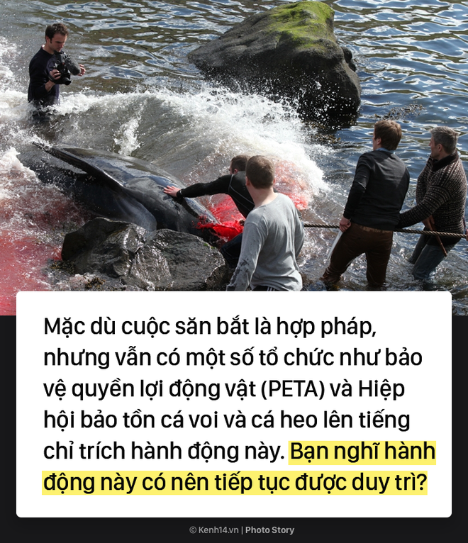 Kỳ dị: Nước biển hóa màu đỏ do máu cá voi tại vùng đảo Faroe - Ảnh 7.