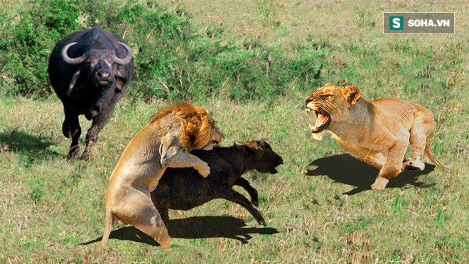 Dù găm chặt hàm răng vào cổ con mồi, bầy sư tử vẫn phải nhịn đói vì 500 anh em viện binh - Ảnh 1.