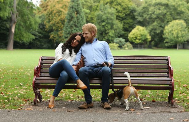 Người hâm mộ thích thú khi nhìn thấy Hoàng tử Harry và Meghan dắt thú cưng đi dạo trong công viên, đến tận nơi mới giật mình - Ảnh 7.