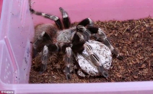 Cảnh tượng đáng sợ: Hơn 1.400 con nhện Tarantula chui ra khỏi bọc trứng - Ảnh 2.