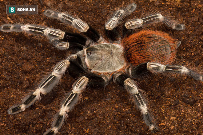 Cảnh tượng đáng sợ: Hơn 1.400 con nhện Tarantula chui ra khỏi bọc trứng - Ảnh 5.