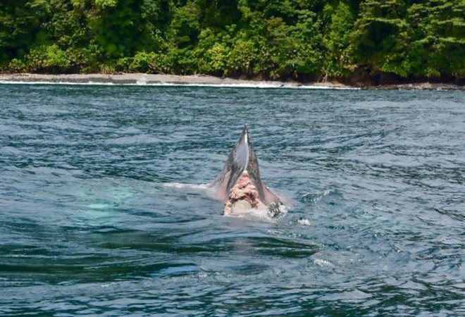 Bàng hoàng cảnh tượng chú cá voi lưng gù bị mất nửa thân bơi lội xuyên Thái Bình Dương - Ảnh 2.