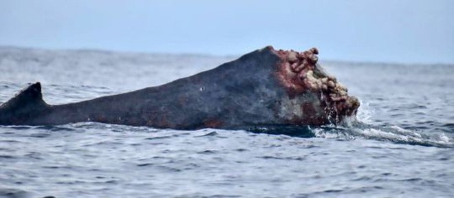 Bàng hoàng cảnh tượng chú cá voi lưng gù bị mất nửa thân bơi lội xuyên Thái Bình Dương - Ảnh 3.