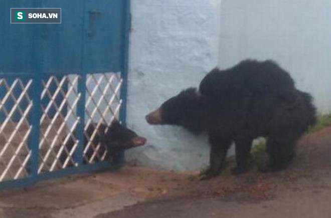 Lẻn vào khu dân cư, gấu mẹ mải mê kiếm ăn trong khi gấu con dính đòn vì nghịch dại - Ảnh 2.