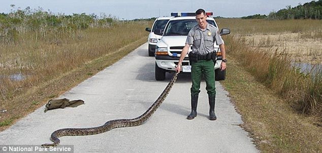 Loài trăn siêu khủng này sắp trỗi dậy và nó đe dọa sự sống ở Florida - Ảnh 4.